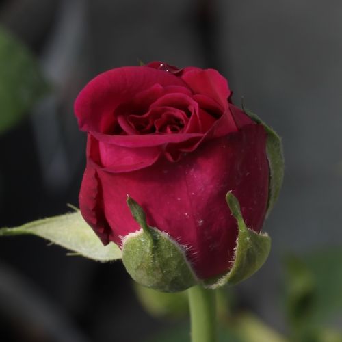 Rosa  Blauwestad™ - różowy  - Róże pienne - z kwiatami pojedynczymi - korona krzaczasta
